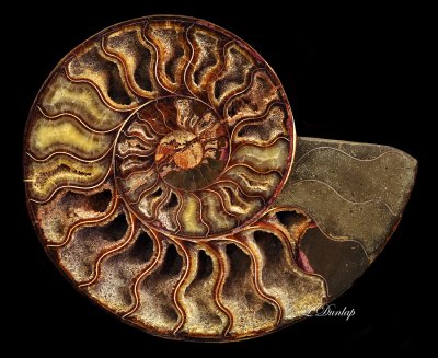 Fossil Ammonite Two