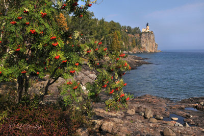 25.31 - Split Rock Lighthouse:  Early Autumn With Mountain Ash