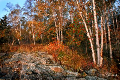42.62 - Mountain Ash And Birches, Autumn