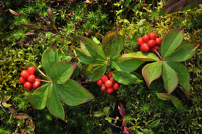 223.9 - Canadian Dogwood Berries