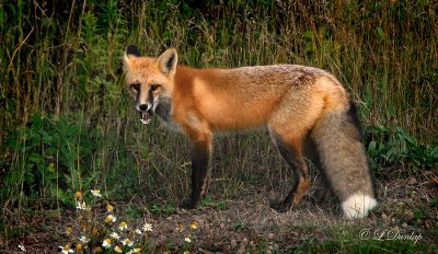 Grand Portage Fox