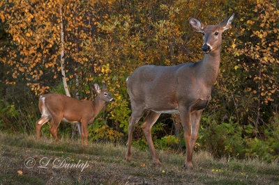 711 - Wildlife:  Two Deer In Silver Bay 