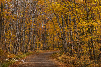 83.2 - Sawtooth:  Autumn Birch Woods 