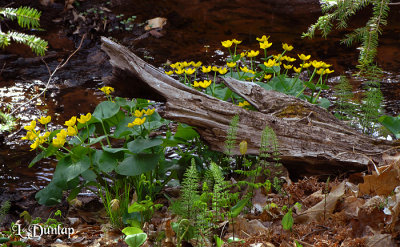 206.2 - Marsh Marigolds Four