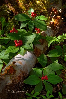 221 - Canadian Dogwood; Red Bunchberries - Sunlit