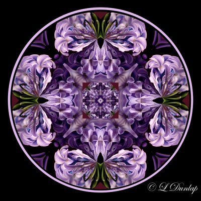 52 Hyacinth Kaleidoscope