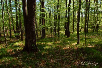 208.3 - Mason: Spring Woods