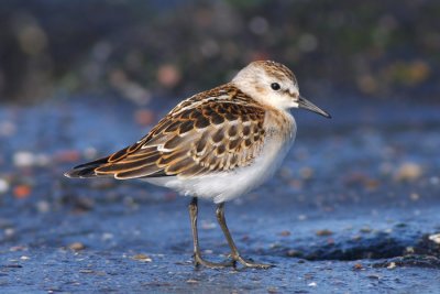 Kleine Strandloper / Little Stint