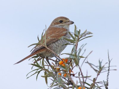 Grauwe Klauwier / Red-backed Shrike