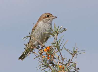Grauwe Klauwier / Red-backed Shrike