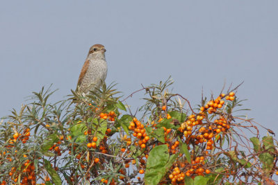 Grauwe Klauwier / Red-backed Shrike