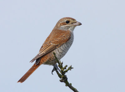 Grauwe Klauwier / Red-backed Shrike