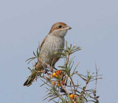 Grauuwe Klauwier / Red-backed Shrike
