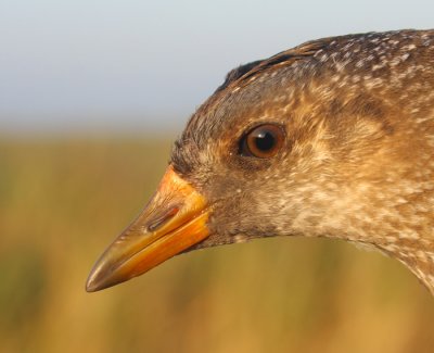 Porseleinhoen / Spotted Crake