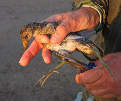 Porseleinhoen / Spotted Crake