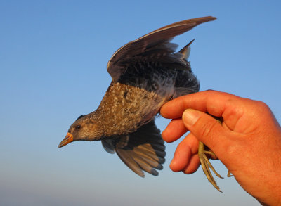 Porseleinhoen / Spotted Crake