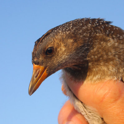 Porseleinhoen / Spotted Crake