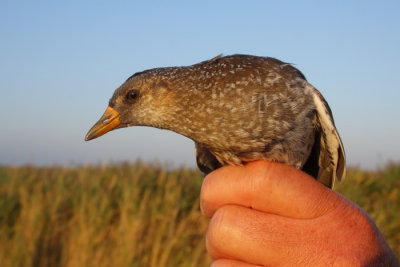 Porseleinhoen / Spotted Crake