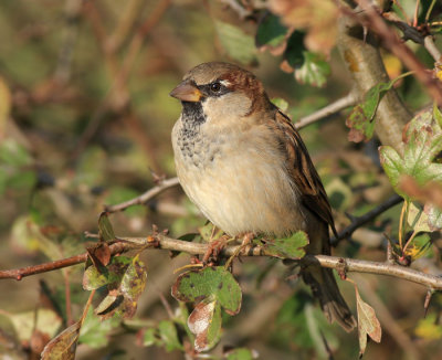 Huismus / House Sparrow