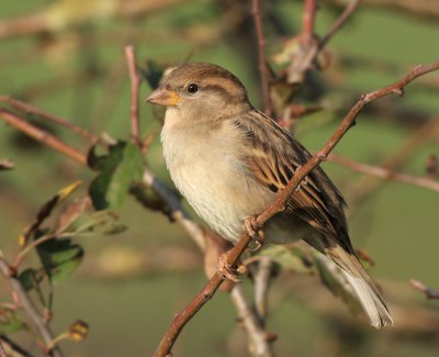 Huismus / House Sparrow