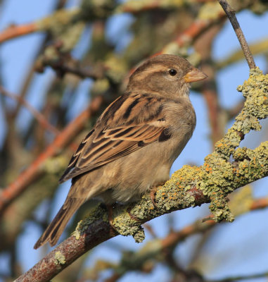 Huismus / House Sparrow