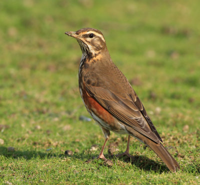Koperwiek / Redwing