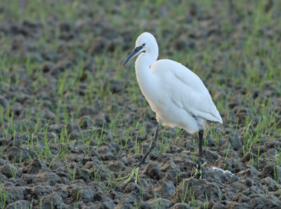 Kleine Zilverreiger / Little Egret