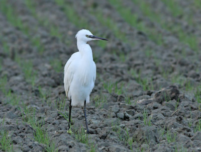 Kleine Zilverreiger / Little Egret