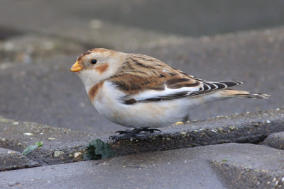 Sneeuwgors / Snow Bunting