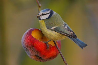 Pimpelmees / Blue Tit