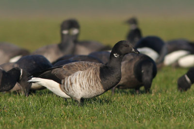 Witbuikrotgans / Pale-bellied Brent Goose