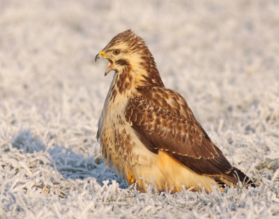 Buizerd / Buzzard