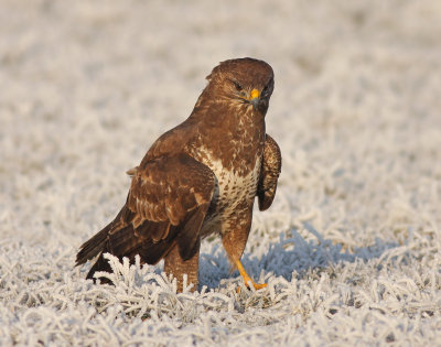 Buizerd / Buzzard