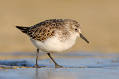 Kleine Strandloper / Little Stint