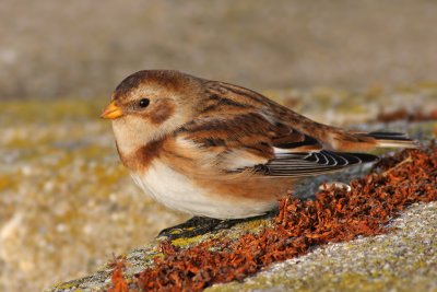 Sneeuwgors / Snow Bunting