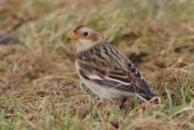 Sneeuwgors / Snow Bunting