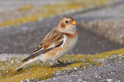 Sneeuwgors / Snow Bunting