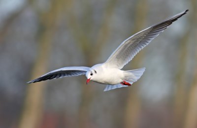 Kokmeeuw / Black-headed Gull
