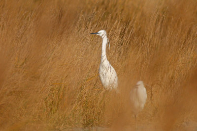 Little Egret