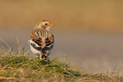 Sneeuwgors / Snow Bunting