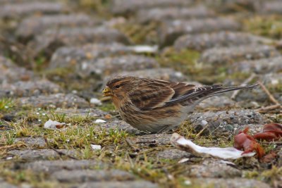 Frater / Twite