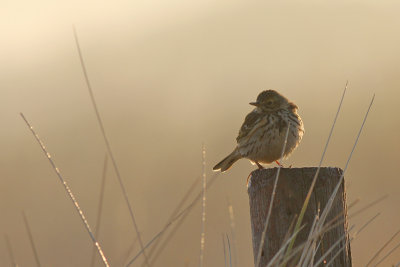 Graspieper / Meadow Pipit