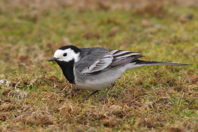 Witte Kwikstaart / Pied Wagtail