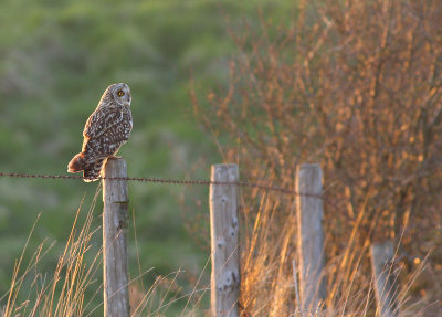Velduil / Short-eared Owl