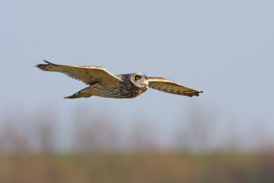 Velduil / Short-eared Owl