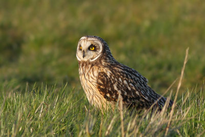 Velduil / Short-eared Owl
