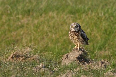 Velduil / Short-eared Owl