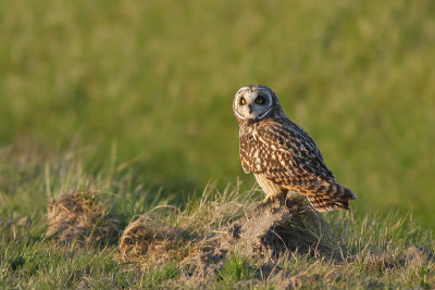 Velduil / Short-eared Owl