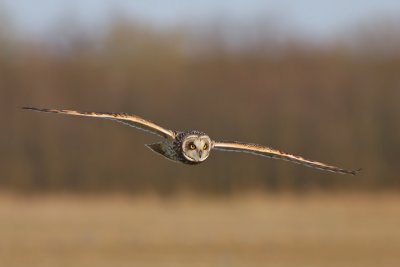 Velduil / Short-eared Owl