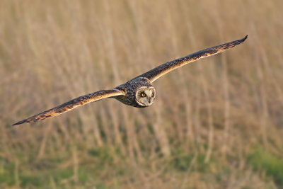 Velduil / Short-eared Owl